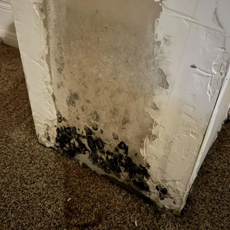 Professional Mold Removal in Eau Claire County, WI